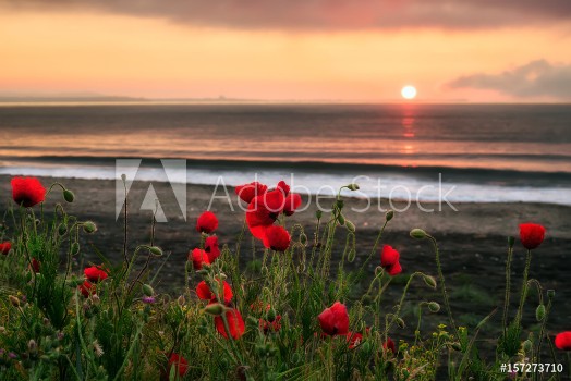 Picture of Seascape with poppiesMagnificent sunrise view with beautiful poppies on the beach near Bourgas Bulgaria